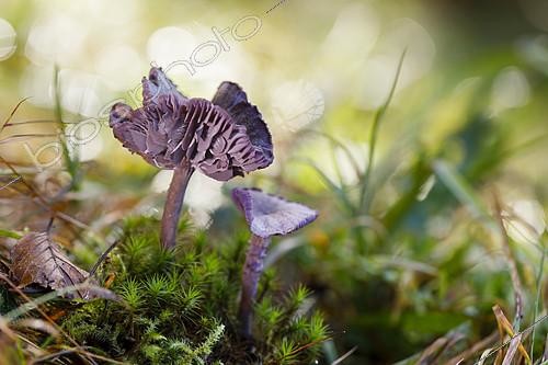 Biosphoto | 2393340 | Amethyst deceiver (Laccaria amethystina) on moss, Alsace, France | &copy; Benoît Personnaz / Biosphoto