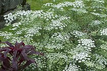 Biosphoto | 1249735 | Ammi élevé en fleur dans un jardin | &copy; Frédéric Didillon / Biosphoto