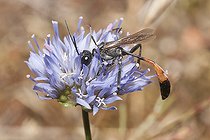 Biosphoto | 2166674 | Ammophile (Ammophila pubescens) sur Jasione, Parc naturel régional des Vosges du Nord, France | &copy; Michel Rauch / Biosphoto
