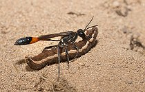 Biosphoto | 2488208 | Ammophile des sables (Ammophila sabulosa) femelle capturant une chenille de noctuelle, Parc naturel régional des Vosges du Nord, France | &copy; Michel Rauch / Biosphoto