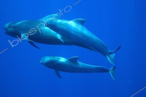 Biosphoto | 1250867 | An adult and two young Short-finned Pilot Whale Canary | &copy; Christopher Swann / Biosphoto