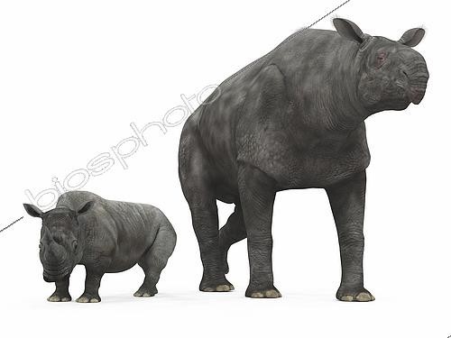 Biosphoto | 2479084 | An adult Paraceratherium (AKA Indricotherium and Baluchitherium) from 30 million years ago is compared to a modern adult White Rhinoceros (Ceratotherium simum). The Paraceratherium is 18 feet tall at the shoulder and weighs 40,000 pounds*, while the White Rhinoceros is 6 feet tall at the shoulder and weighs 7,000 pounds. . Paraceratherium is the largest mammal known to have walked the Earth and are from an extinct family of hornless rhinoceroses that ranged across North America, Europe, and Asia from 60 to 20 million years ago. . * Values are estimates only based upon available paleontological data. | &copy; Walter Myers / Stocktrek Images / Biosphoto