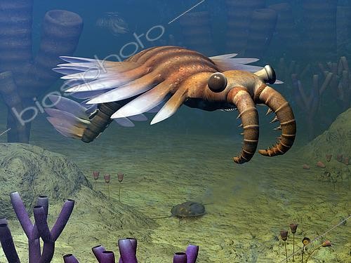 Biosphoto | 2478979 | An Anomalocaris explores a Middle Cambrian ocean floor about 500 million years ago. Growing to over three feet long, Anomalocaris is believed to have been a predator whose diet included trilobites. Anomalocaris may have also been one of the earliest arthropods. . . This image includes an Olenoides serratus trilobite and sponges genus Vauxia and Wapkia. The small, flower-like animals (yes, like the sponges they are rooted animals) are from the genus Dinomischus. Above and behind the Anomalocaris is an ancient jellyfish. | &copy; Walter Myers / Stocktrek Images / Biosphoto