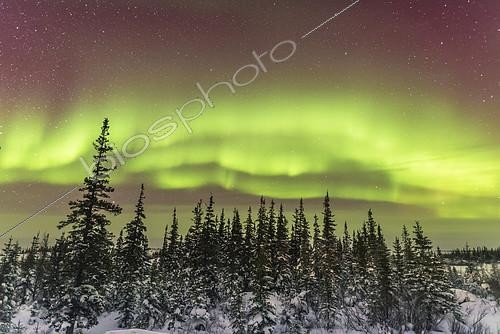Biosphoto | 2099308 | An aurora over the snowy boreal forest trees at the Chruchill Northern Studies Centre, Churchill, Manitoba, March 3, 2016. The display started the night quite impressively but then faded and subsided. This is a 10-second exposure a f/2 and ISO 3200 with the Nikon D750 and Sigma 20mm Art lens. | &copy; Alan Dyer / Visual and Written - Photo Collection / Biosphoto
