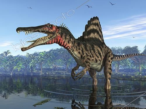 Biosphoto | 2479047 | An eight ton Spinosaurus searches for its next meal 95 million years ago in shallow waters of what is today Egypt. With a massive crocodile-like head and enormous muscular body, this terrifying carnivore was larger than the Early Cretaceous Suchomimus and may have been mightier even than the famous Tyrannosaurus Rex of approximately the same period. | &copy; Walter Myers / Stocktrek Images / Biosphoto