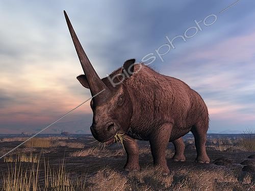 Biosphoto | 2479058 | An Elasmotherium grazes on the ancient steppe of what is today Southern Russia. Characterized by a single massive horn (up to 6 feet long), Elasmotherium was a giant herbivorous mammal active in Eurasia about 3 million years ago. Related to modern rhinos, Elasmotherium was more massive, standing about 8 feet tall at the shoulder and up to 26 feet long and weighing over 3 tons. . . Elasmotherium should not be confused with the smaller and extinct woolly rhinoceros which emerged about 2 million years after the appearance of the first Elasmotherium. | &copy; Walter Myers / Stocktrek Images / Biosphoto