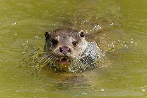 Biosphoto | 2601671 | An otter swimming head-on in the water with its mouth wide open, European otter (Lutra lutra) Germany | &copy; Ronald Wittek / imageBROKER / Biosphoto