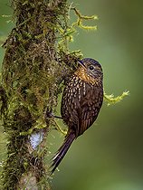 Biosphoto | 2570789 | Anabasitte tachetée (Premnoplex brunnescens) sur un tronc d'arbre moussu, Chiriqui Highlands, Panama | &copy; Ignacio Yufera / Biosphoto
