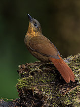 Biosphoto | 2608927 | Anabate des ravines (Thripadectes rufobrunneus), hauts plateaux de Chiriqui, Panama | &copy; Ignacio Yufera / Biosphoto