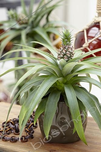 Biosphoto | 2117246 | Ananas comosus Corona | &copy; Visions Pictures / Biosphoto