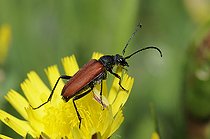Biosphoto | 2094524 | Anastrangalie (Anastrangalia sanguinolenta ) sur une crépide, Parc naturel régional des Vosges du Nord, Réserve de Biosphère, France | &copy; Michel Rauch / Biosphoto