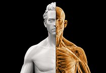 Biosphoto | 2476167 | Anatomy of a male bust, half x-ray and half in clay. 3D illustration on black background. | &copy; Leonello Calvetti / Stocktrek Images / Biosphoto