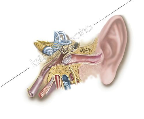 Biosphoto | 2475654 | Anatomy of human ear. | &copy; Elise Walmsley-MacWha / Stocktrek Images / Biosphoto