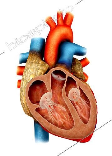 Biosphoto | 2474083 | Anatomy of human heart, cross section. | &copy; Stocktrek Images / Biosphoto