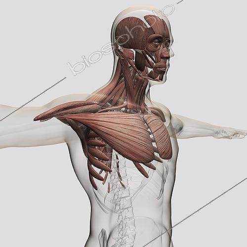Biosphoto | 2474517 | Anatomy of male muscles in upper body, anterior view. | &copy; Stocktrek Images / Biosphoto