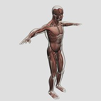 Biosphoto | 2474510 | Anatomy of male muscular system, side view. | &copy; Stocktrek Images / Biosphoto