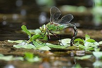 Biosphoto | 2588085 | Anax empereur (Anax imperator) femelle en ponte, Val de Loire, France | &copy; Pierre Vernay / Biosphoto