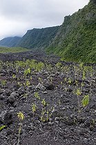 Biosphoto | 1250964 | Ancienne coulée de lave colonisée sur l'île de la Réunion | &copy; Agnès Duret / Biosphoto