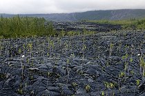 Biosphoto | 1250965 | Ancient lava settled on the island of Reunion | &copy; Agnès Duret / Biosphoto