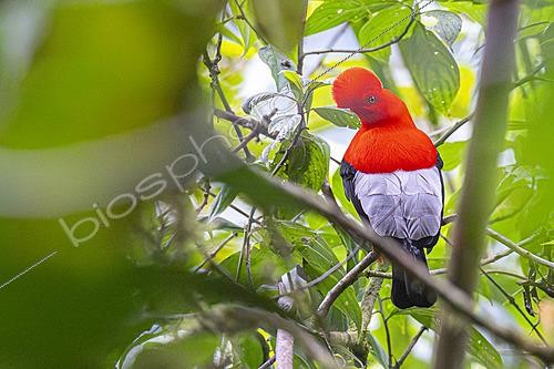 Biosphoto | 2628125 | Andean cock-of-the-rock (Rupicola peruvianus), Mindo, Ecuador. | &copy; Vincent Premel / Biosphoto