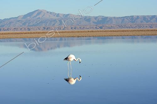 Biosphoto | 2126561 | Andean Flamingo (Phoenicoparrus andinus), Laguna Chaxa, Salta de Atacama, II Antofagasta Region, Chile | &copy; Jean-Claude Malausa / Biosphoto