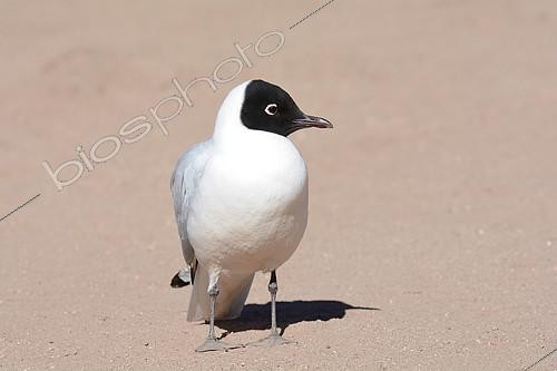 Biosphoto | 2151004 | Andean Gull (Chroicocephalus serranus), Reproductive adult, Machuca, Puna de Atacama, II Antofagasta Region, Chile | &copy; Jean-Claude Malausa / Biosphoto