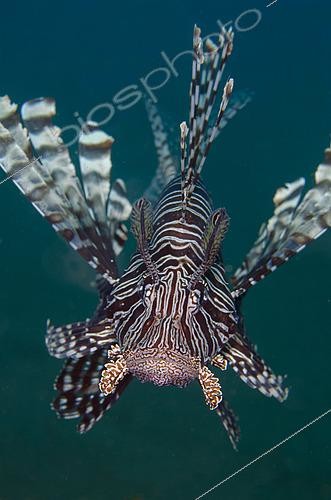 Biosphoto | 2485059 | Andover Lionfish (Pterois andover), Puri Jati dive site, Seririt, Buleleng Regency, Bali, Indonesia | &copy; Colin Marshall / Biosphoto