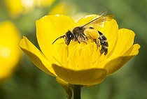 Biosphoto | 2484891 | Andrène à cuisses jaunes (Andrena flavipes) femelle sur fleur de Renoncule rampante (Ranunculus repens), Parc naturel régional des Vosges du Nord, France | &copy; Michel Rauch / Biosphoto