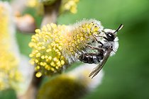 Biosphoto | 2444117 | Andrène (Andrena cineraria) mâle sur chaton de Saule (Salix caprea), abeilles solitaires, Parc naturel régional des Vosges du Nord, France | &copy; Michel Rauch / Biosphoto