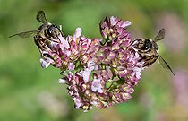 Biosphoto | 2444113 | Andrène (Andrena denticulata) sur Marjolaine (Origanus vulgaris), abeilles solitaires, Parc naturel régional des Vosges du Nord, France | &copy; Michel Rauch / Biosphoto