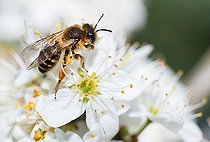 Biosphoto | 2444118 | Andrène (Andrena flavipes) femelle sur Prunellier (Prunus spinosa), abeilles solitaires, Parc naturel régional des Vosges du Nord, France | &copy; Michel Rauch / Biosphoto