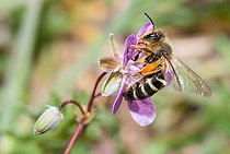 Biosphoto | 2444120 | Andrène (Andrena florivaga) femelle sur Géranium (Erodium dissectum), abeilles solitaires, Parc naturel régional des Vosges du Nord, France | &copy; Michel Rauch / Biosphoto