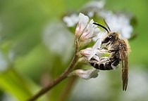Biosphoto | 2444123 | Andrène (Andrena lathyri) mâle, abeilles solitaires, Parc naturel régional des Vosges du Nord, France | &copy; Michel Rauch / Biosphoto