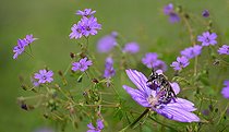 Biosphoto | 2444124 | Andrène (Andrena minutula) femelle sur Géranium des Pyrénées (Geranium pyrenaicum), abeilles solitaires, Parc naturel régional des Vosges du Nord, France | &copy; Michel Rauch / Biosphoto
