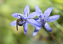 Biosphoto | 2427283 | Andrène (Andrena minutula) femelle sur Scile (Scilla bifolia), Parc naturel régional des Vosges du Nord, France | &copy; Michel Rauch / Biosphoto