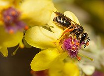 Biosphoto | 2448558 | Andrène (Andrena nitidiuscula) sur molène noire (Verbascum nigrum) abeilles solitaires Parc naturel régional des Vosges du Nord classé Réserve mondiale de Biosphère par l'UNESCO | &copy; Michel Rauch / Biosphoto