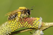 Biosphoto | 2051175 | Andrène (Andrena praecox) sur chaton de Saule (Salix purpurea), 2015 04 09, Parc naturel régional des Vosges du Nord, France, classé Réserve mondiale de Biosphère par l'UNESCO, France | &copy; Michel Rauch / Biosphoto