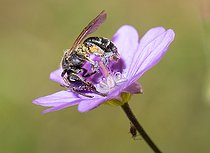 Biosphoto | 2445650 | Andrène (Andrena proxima) femelle sur Géranium (Geranium pyrenaicum), abeilles solitaires, Parc naturel régional des Vosges du Nord, France | &copy; Michel Rauch / Biosphoto