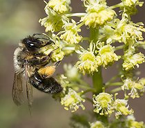 Biosphoto | 2411924 | Andrène (Andrena suerinensis) sur réséda (Reseda lutea) abeilles solitaires Parc naturel régional des Vosges du Nord, France | &copy; Michel Rauch / Biosphoto