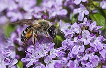 Biosphoto | 2166675 | Andrène (Andrena tibialis) femelle butinant sur du thym, Parc naturel régional des Vosges du Nord, France | &copy; Michel Rauch / Biosphoto