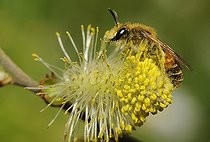 Biosphoto | 2051178 | Andrène (Andrena variabilis) mâle sur chaton de Saule (Salix alba), 2015 04 13, Parc naturel régional des Vosges du Nord, France, classé Réserve mondiale de Biosphère par l'UNESCO, France | &copy; Michel Rauch / Biosphoto