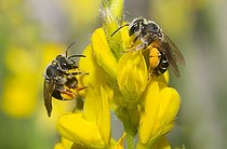 Biosphoto | 2166653 | Andrène (Andrena wilkella) sur Genêt ailé (Genista sagittalis), Parc naturel régional des Vosges du Nord, France | &copy; Michel Rauch / Biosphoto