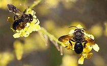 Biosphoto | 2448554 | Andrène barbare (Andrena barbareae) femelle sur fleur de Moutarde des champs (Sinapis arvensis) abeilles solitaires Parc naturel régional des Vosges du Nord, France | &copy; Michel Rauch / Biosphoto
