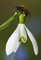 Biosphoto | 2427291 | Andrène bicolore (Andrena bicolor) femelle sur Perce-neige (Galanthus nivalis), Parc naturel régional des Vosges du Nord, France | &copy; Michel Rauch / Biosphoto