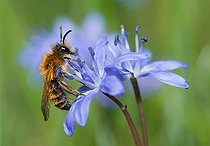 Biosphoto | 2448560 | Andrène bicolore (Andrena bicolor) mâle sur Scille à deux feuilles (Scilla bifolia), abeilles solitaires, Parc naturel régional des Vosges du Nord, France | &copy; Michel Rauch / Biosphoto