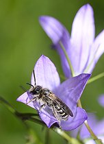 Biosphoto | 2089475 | Andrène de la campanule (Andrena curvungula) mâle sur Campanule (Campanula sp), Parc naturel régional des Vosges du Nord, France | &copy; Michel Rauch / Biosphoto