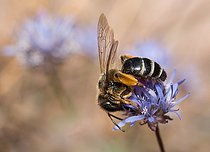 Biosphoto | 2445653 | Andrène de la Tanaisie (Andrena denticulata) femelle sur la Jasione des montagnes (Jasione montana), abeilles solitaires, Parc naturel régional des Vosges du Nord, France | &copy; Michel Rauch / Biosphoto