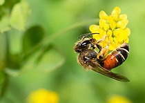 Biosphoto | 2448561 | Andrène de Schenck (Andrena schencki) femelle sur fleur de Trèfle douteux(Trifolium dubium), abeilles solitaires, Parc naturel régional des Vosges du Nord, France | &copy; Michel Rauch / Biosphoto