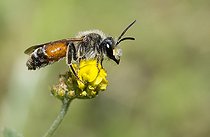 Biosphoto | 2484893 | Andrène de Schenck (Andrena schencki) mâle sur fleur de Trèfle jaune, Parc naturel régional des Vosges du Nord, France | &copy; Michel Rauch / Biosphoto