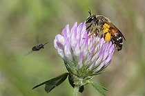 Biosphoto | 2408860 | Andrène de Schenk (Andrena schenki) sur Trèfle (Trifolium sp) et Osmie (Osmia sp) en vol, abeilles solitaires, Parc naturel régional des Vosges du Nord, France | &copy; Michel Rauch / Biosphoto